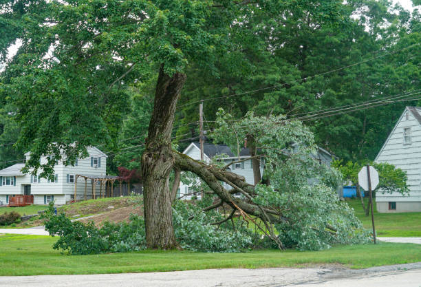 Best Tree Maintenance Programs  in West Covina, CA