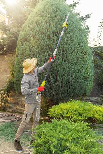 How Our Tree Care Process Works  in  West Covina, CA